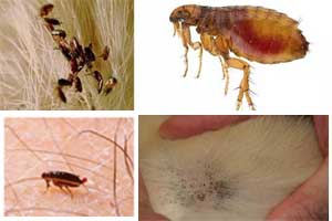 Información sobre las pulgas: características