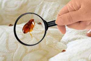 Eliminar las pulgas de la cama